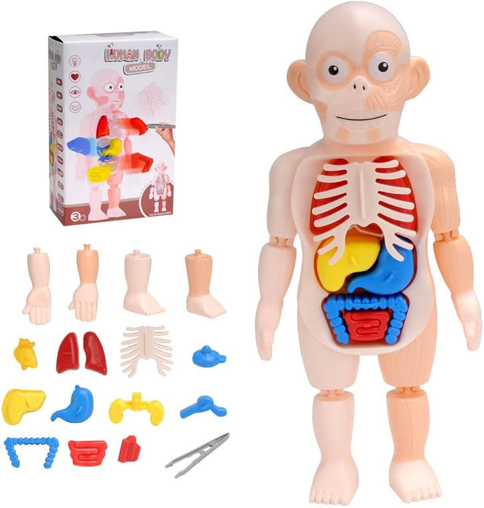 Jouets d’Assemblage Médicaux Éducatifs Pour Enfants - 14 pièces